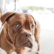 DETRAZIONE SPESE VETERINARIE