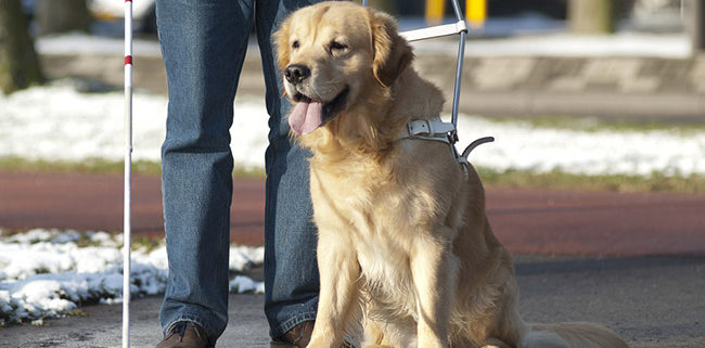detrazione cane guida