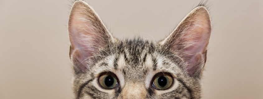 Detrazione spese veterinarie